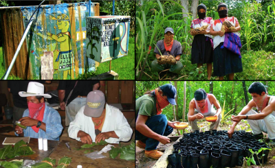 Scenes from Zapatista agro-ecology. In the top left, a generator depicting an Indigenous origin story: ‘They cut our branches, and they cut our trunks; but they cannot cut our roots.’ Photos by Levi Gahman and Dorset Chiapas Solidarity