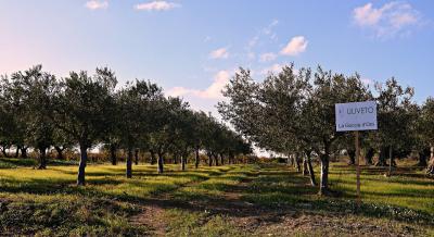An olive grove of La Goccia d’Oro