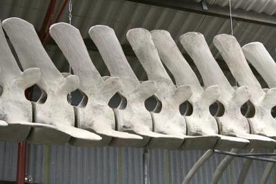 “Whale backbone.” Photo by Vagawi. CC BY 2.0